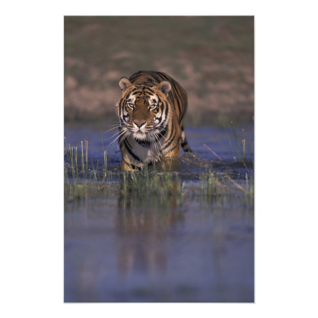 Impression Photo ASIE, Inde Tigre marchant dans l'eau (Devant)