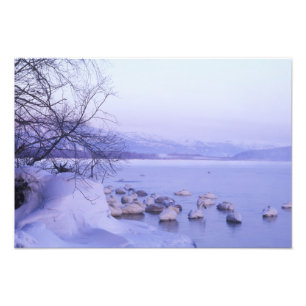 Impression Photo Asie, Japon, Hokkaido, Parc national d'Akan, Cygne