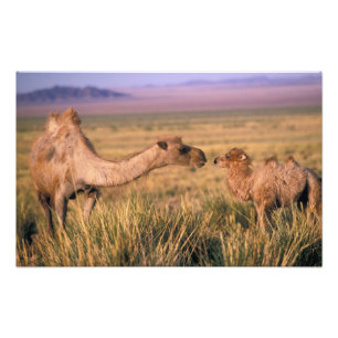 Impression Photo Asie, Mongolie, désert de Gobi, Grand Gobi