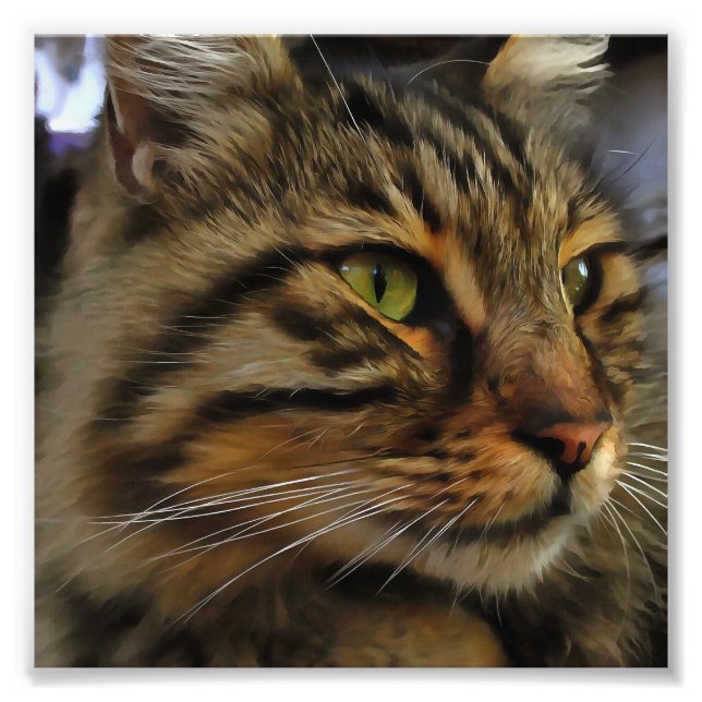 Impression Photo Aslan Le Long Haired Tabby Cat (Devant)