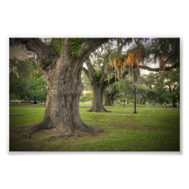 Impression Photo Audubon Park Live Oaks (Devant)