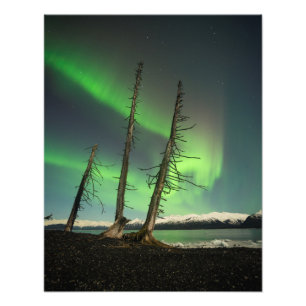 Impression Photo Aurora d'épinette oubliée