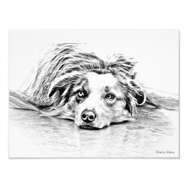 Impression Photo Australian Shepherd dog art (Devant)