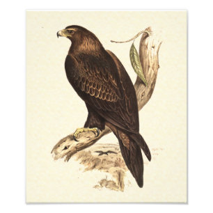 Impression Photo Australian Wedge Taillit Aigle. Immense Oiseau de