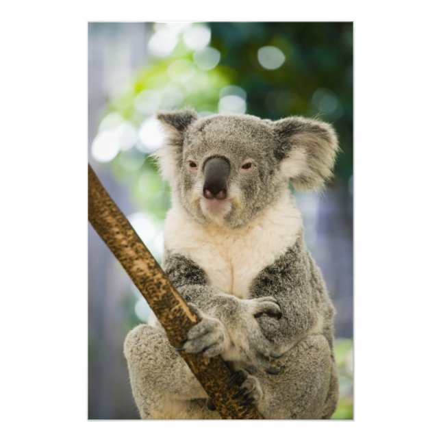 Impression Photo Australie, Queensland, Brisbane, Fig Tree (Devant)