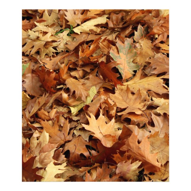 Impression Photo automne, feuille sec (Devant)