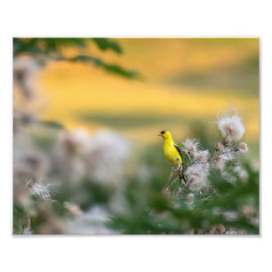 Impression Photo Automne Goldfinch Et Thistle