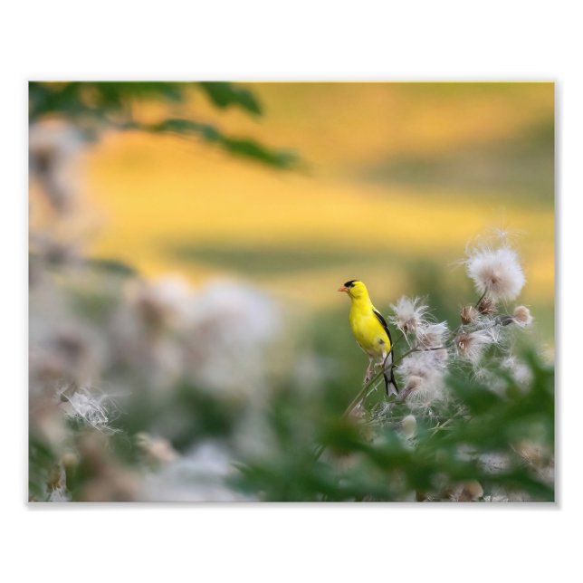 Impression Photo Automne Goldfinch Et Thistle (Devant)