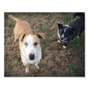 Impression Photo aux yeux bleus et aux yeux bruns