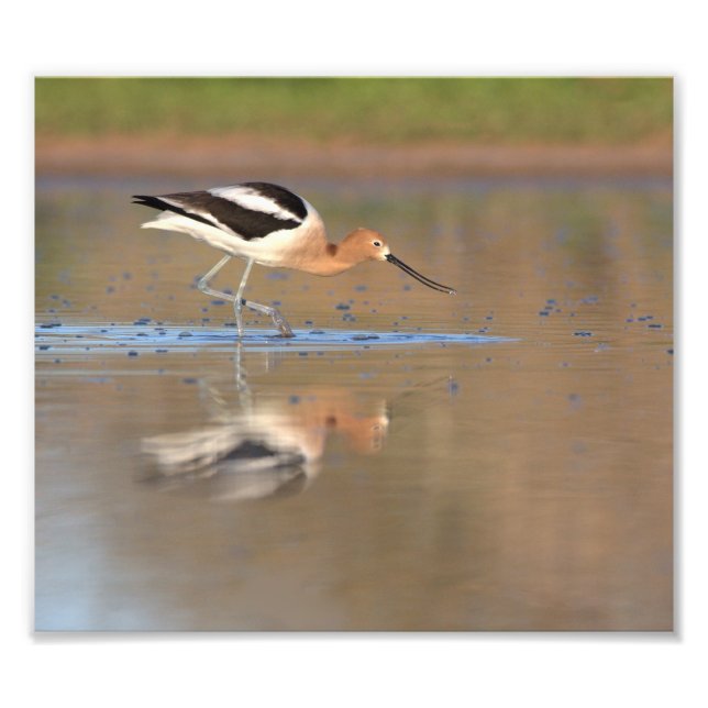 Impression Photo Avocet américain dans les étangs (Devant)