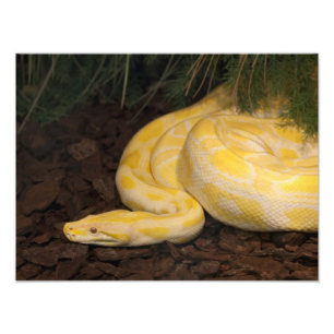 Impression Photo Awesome Yellow Burmese Python