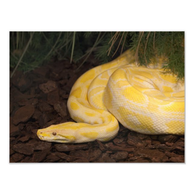 Impression Photo Awesome Yellow Burmese Python (Devant)