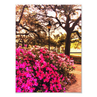 Impression Photo Azaleas Dans Le Parc Forsyth