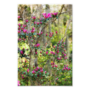 Impression Photo Azalée rose dans le bourgeon