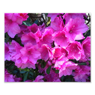 Impression Photo Azalées assez roses en fleurs