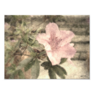 Impression Photo Azalées roses 1 Vintage