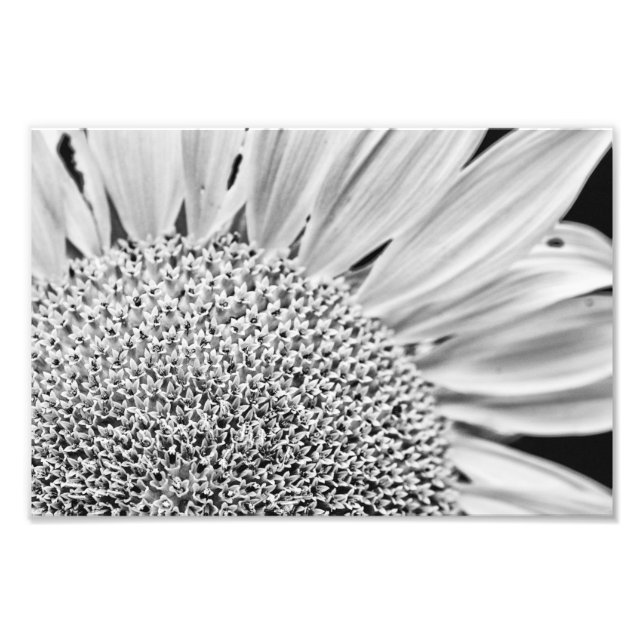 Impression Photo B&W Sunflower (Devant)