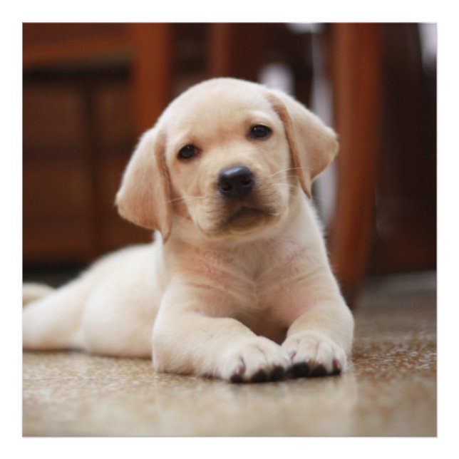 Impression Photo Baby Jaune Labrador Chien chiot pondu sur le ventr (Devant)