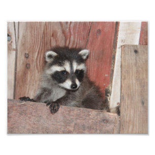 Impression Photo Baby Raccoon trouvé dans la grange