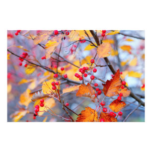 Impression Photo Baies d'aubépine délicates en automne