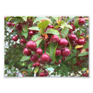 Impression Photo baies rouges