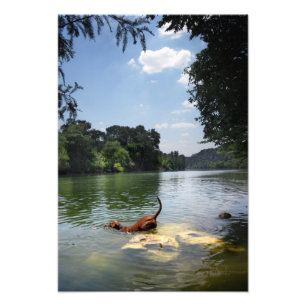 Impression Photo Baignade de chien Lac Ladybird - Centre-ville d'Au