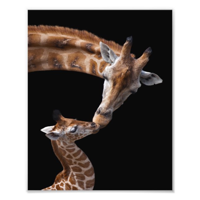 Impression Photo Baisers de girafe imprimé (Devant)