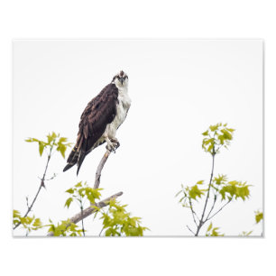 Impression Photo Balbuzard de regarder