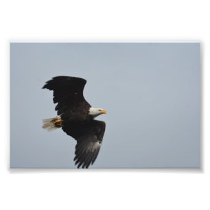 Impression photo Bald Eagle