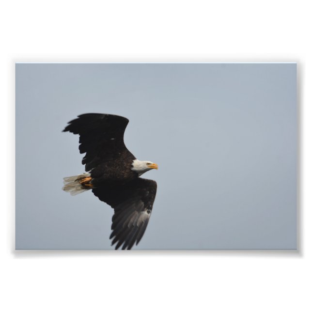 Impression photo Bald Eagle (Devant)