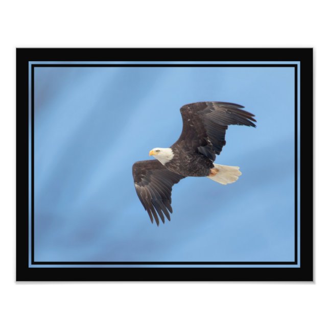 Impression Photo Bald Eagle en vol (Devant)