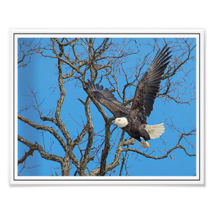 Impression Photo Bald Eagle en vol