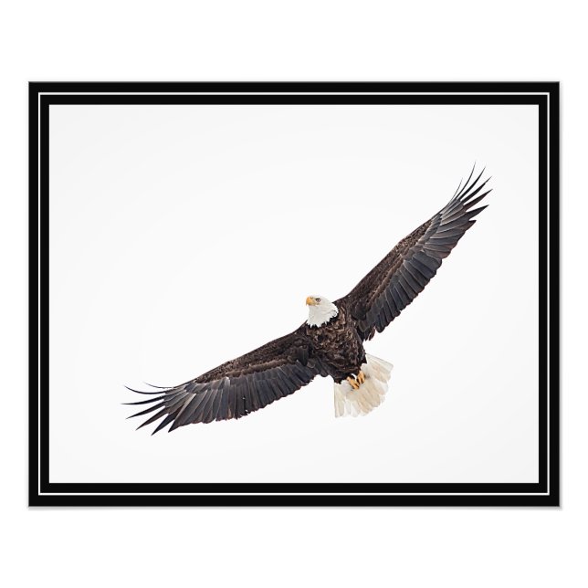 Impression Photo Bald Eagle en vol (Devant)