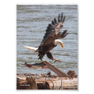 Impression Photo Bald Eagle essaie de s'envoler avec Saumon