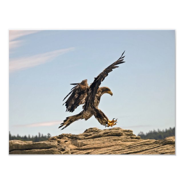 Impression Photo Bald Eagle Landing Beaux-Art Imprimer (Devant)