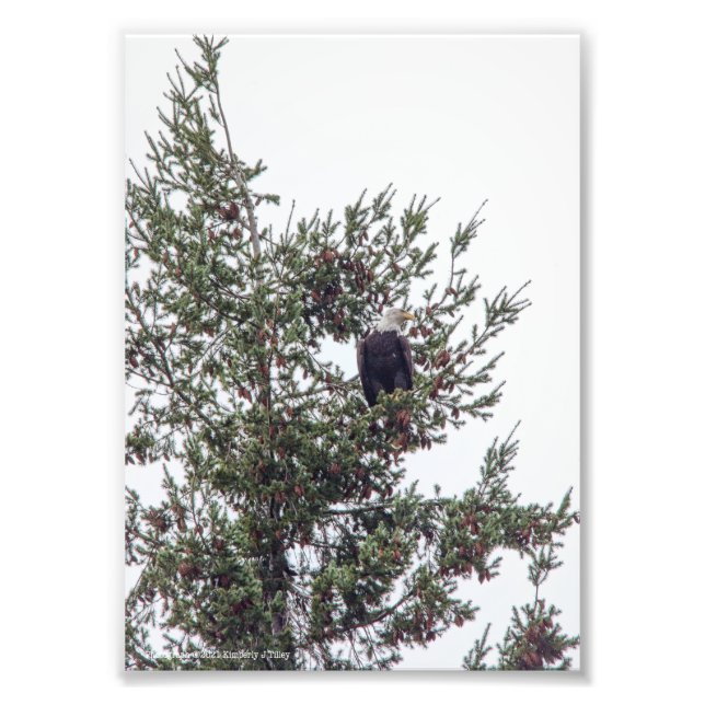 Impression Photo Bald Eagle P2825 (Devant)