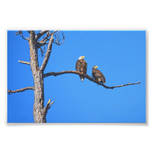 Impression Photo Bald Eagle Pair à Money Bayou, Floride