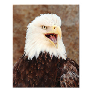 Impression Photo Bald Eagle Screech