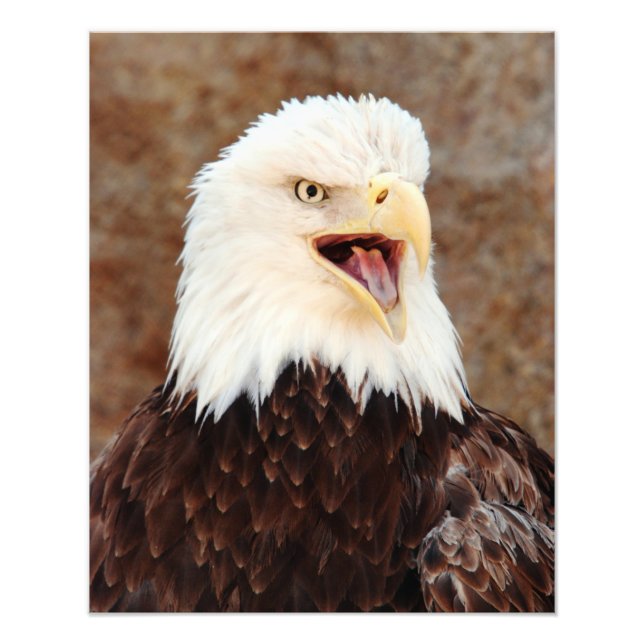 Impression Photo Bald Eagle Screech (Devant)