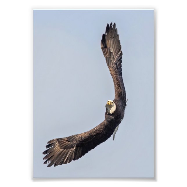 Impression Photo Bald Eagle Sky Carving (Devant)