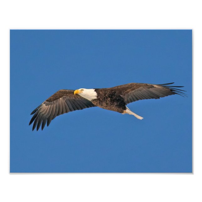 Impression Photo Bald Eagle Sky High (Devant)