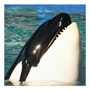 Impression Photo Baleine faisant surface en haute mer