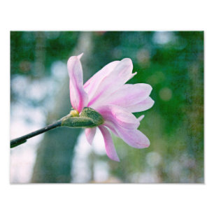 Impression Photo Ballerina Magnolia