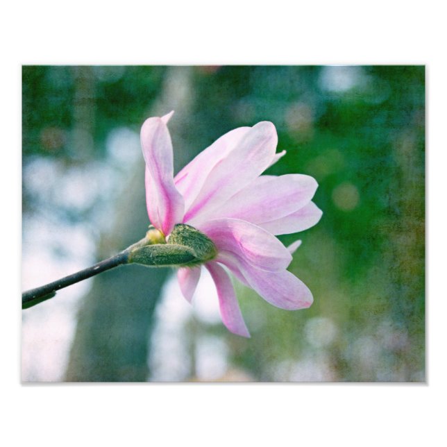 Impression Photo Ballerina Magnolia (Devant)