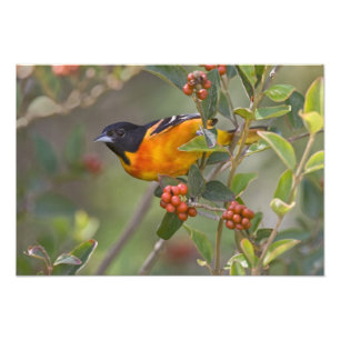 Impression Photo Baltimore Oriole
