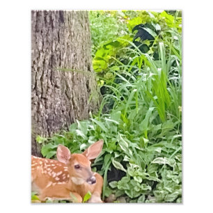 Impression Photo Bambi