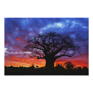 Impression Photo Baobab africain, Adansonia digitata, 2