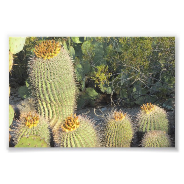 Impression photo Baril Cactus (Devant)