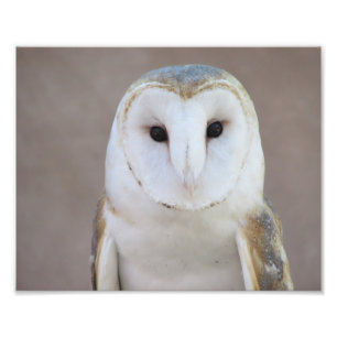 Impression Photo Barn Owl