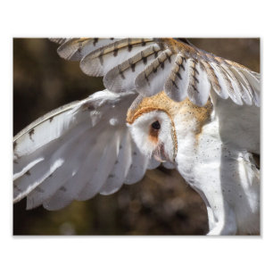 Impression Photo Barn Owl Et Wings